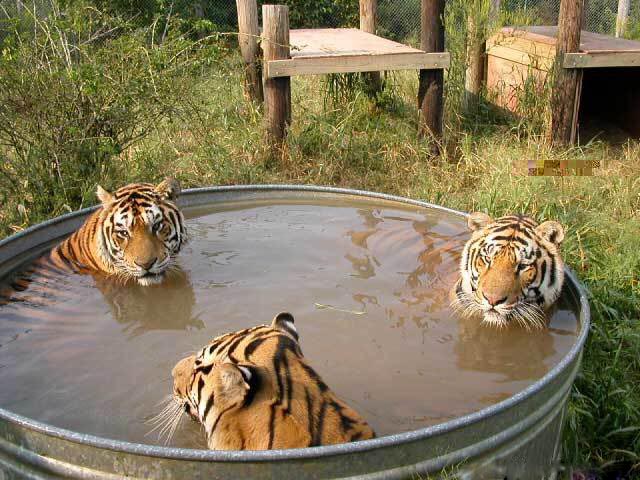 tigers in tub